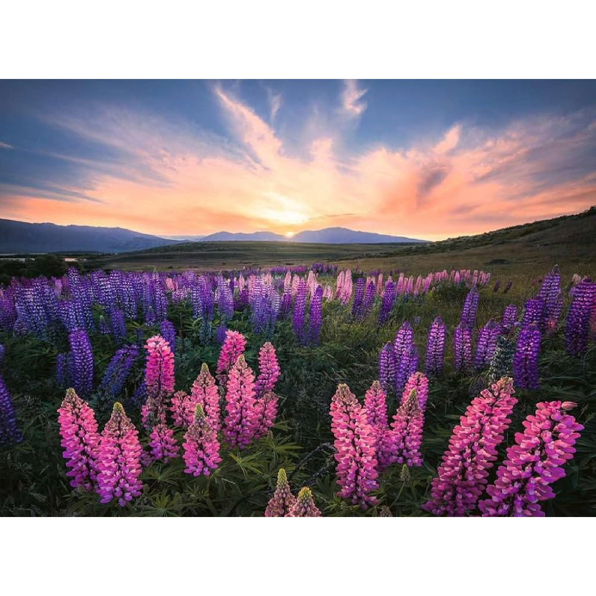 Lupini - Nature Edition