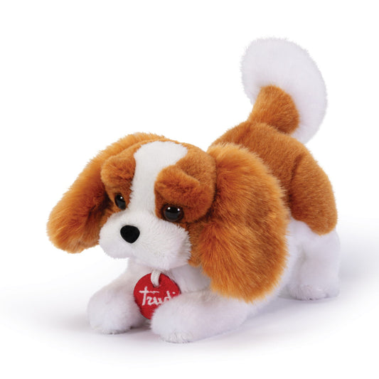 Cavalier King Marley